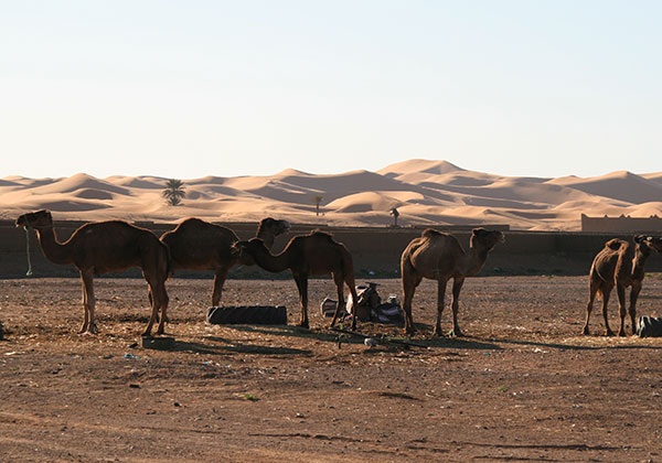 Les Grandes Dunes de Merzougua